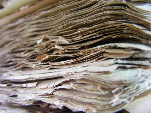 biblioteca 160 copy.jpg